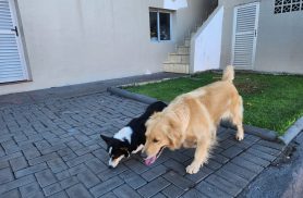 Cachorros entram no Quartel dos Bombeiros em Cascavel e aguardam pelos donos