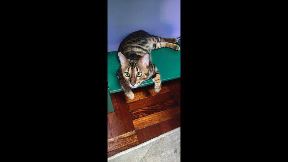 Imagem referente a Gato Chico desapareceu no bairro Cataratas