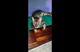 Gato Chico desapareceu no bairro Cataratas