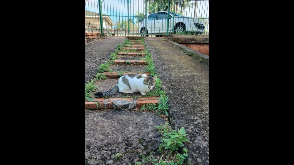 Imagem referente a Gata MIMA desapareceu no bairro Universitário