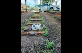 Gata MIMA desapareceu no bairro Universitário