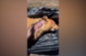 Moradora encontra cachorro morto com possíveis sinais de violência no bairro Bela Vista