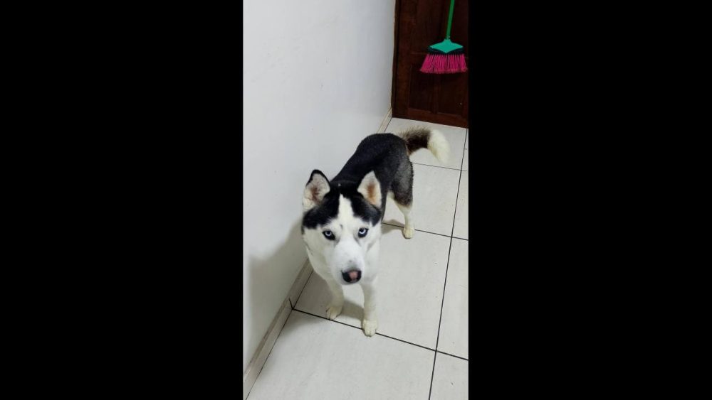 Cachorro Jake desapareceu no bairro Floresta Imagem referente a Cachorro Jake desapareceu no bairro Floresta