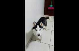Cachorro Jake desapareceu no bairro Floresta