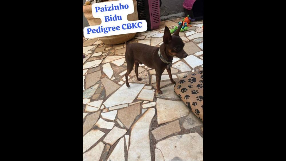 Imagem referente a Cachorro Bidu desapareceu no bairro Cataratas
