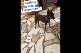 Cachorro Bidu desapareceu no bairro Cataratas