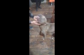 Cachorro é encontrado no bairro São Cristóvão