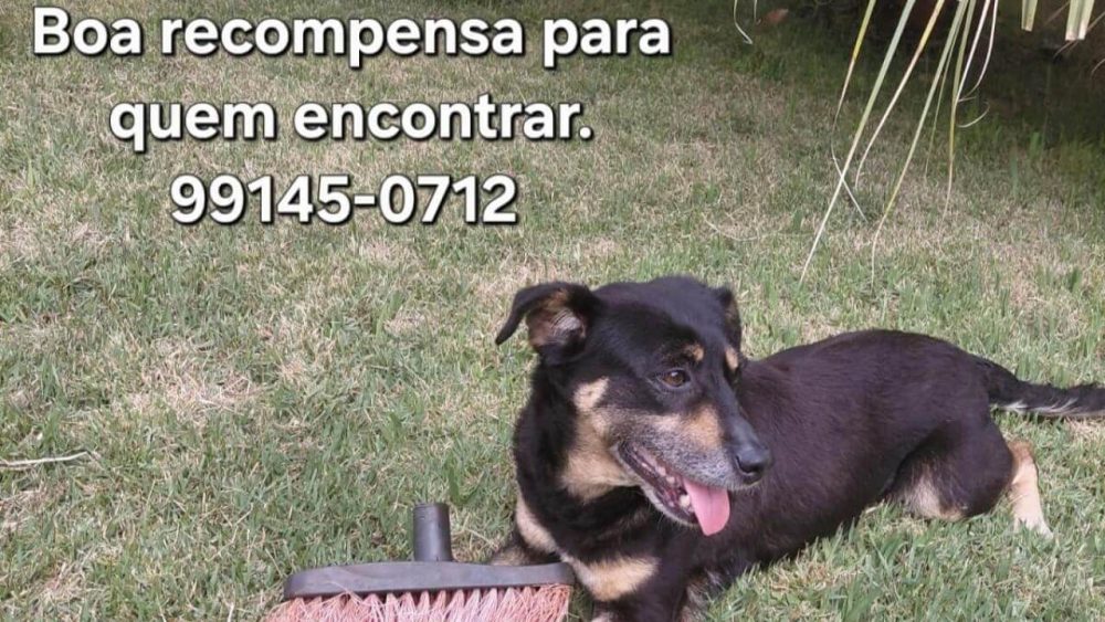 Cachorra Molly desapareceu no bairro Clarito Imagem referente a Cachorra Molly desapareceu no bairro Clarito