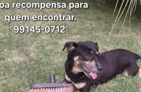 Cachorra Molly desapareceu no bairro Clarito