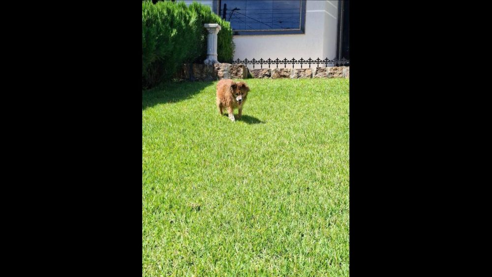 Cachorra é encontrada no bairro Cancelli Imagem referente a Cachorra é encontrada no bairro Cancelli