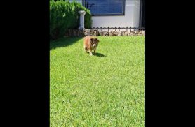 Cachorra é encontrada no bairro Cancelli
