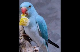 Papagaio Mito ring neck desapareceu no bairro Maria Luiza