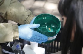 Método Wolbachia: Prefeitura de Cascavel inicia fase de implantação de tecnologia de controle e prevenção da dengue
