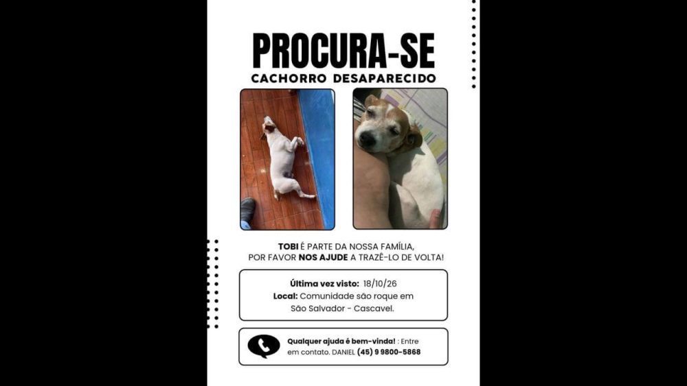Cachorro Tobi desapareceu no bairro São Salvador Imagem referente a Cachorro Tobi desapareceu no bairro São Salvador