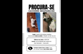 Cachorro Tobi desapareceu no bairro São Salvador