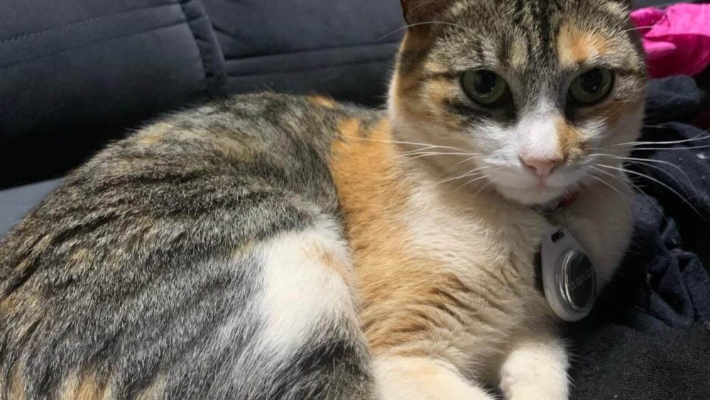 Gata Fiona desapareceu no bairro Brasília Imagem referente a Gata Fiona desapareceu no bairro Brasília