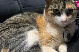Gata Fiona desapareceu no bairro Brasília