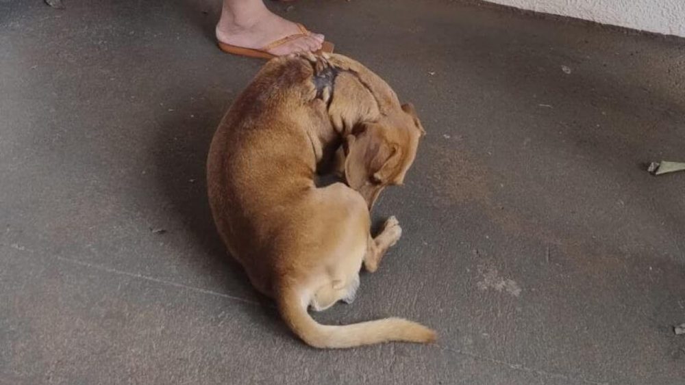 Imagem referente a Cachorro Bebê - ele tem uma cicatriz de queimadura nas costas desapareceu no bairro Cancelli