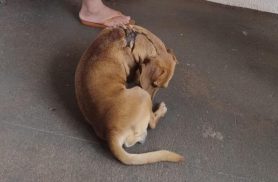 Cachorro Bebê - ele tem uma cicatriz de queimadura nas costas desapareceu no bairro Cancelli