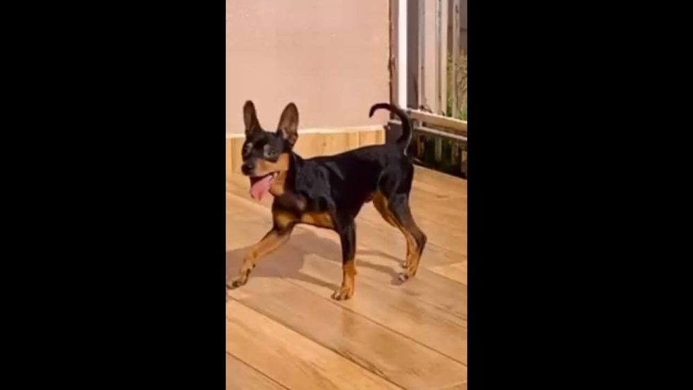 Cachorro Lupi desapareceu no bairro Brasília Imagem referente a Cachorro Lupi desapareceu no bairro Brasília