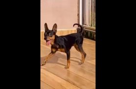 Cachorro Lupi desapareceu no bairro Brasília