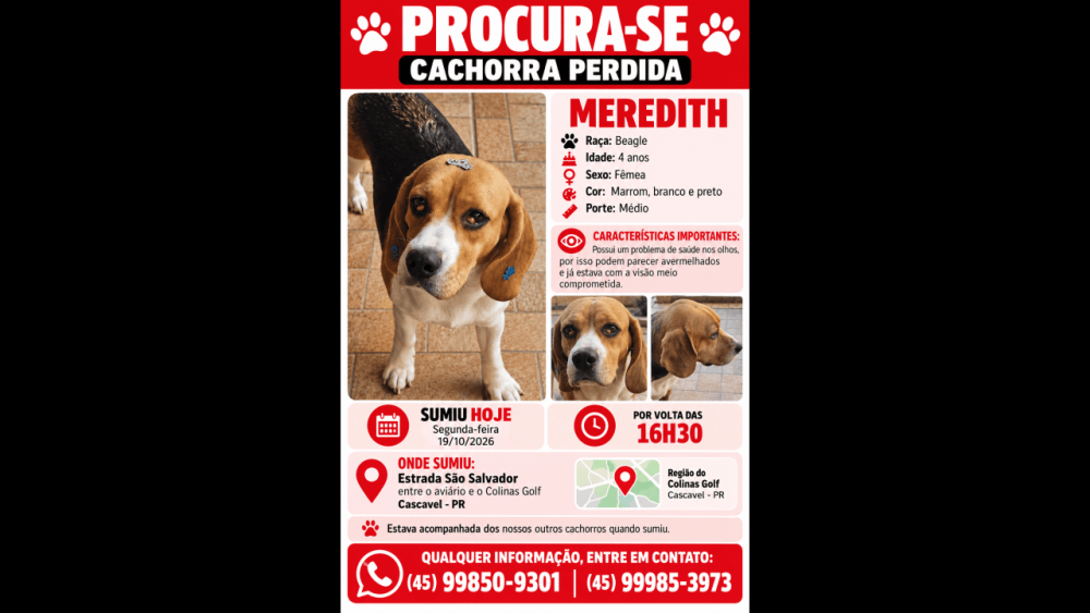 Cachorra Meredith desapareceu no bairro Cascavel Velho Imagem referente a Cachorra Meredith desapareceu no bairro Cascavel Velho