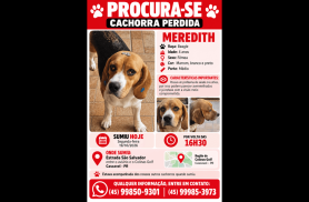 Cachorra Meredith desapareceu no bairro Cascavel Velho