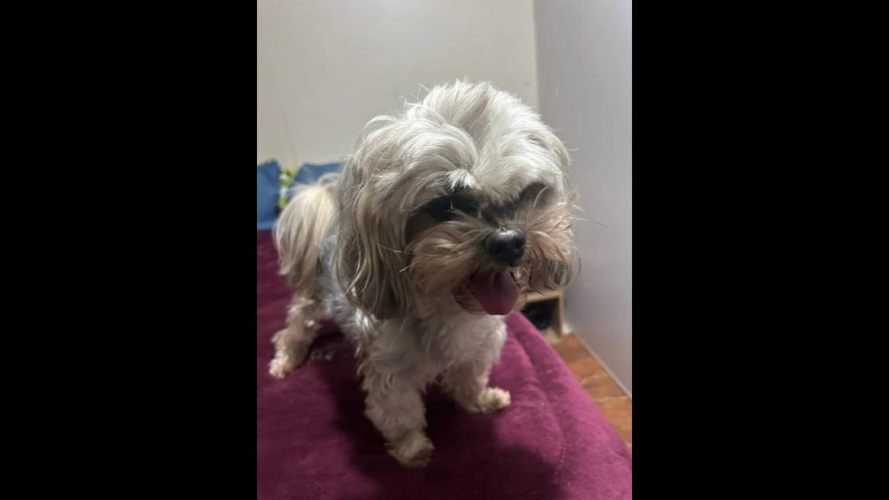 Imagem referente a Cachorra é encontrada no bairro Universitário