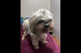 Cachorra é encontrada no bairro Universitário