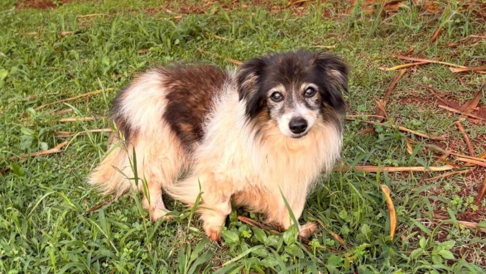 Imagem referente a Cachorra é encontrada no bairro Recanto Tropical