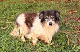 Cachorra é encontrada no bairro Recanto Tropical