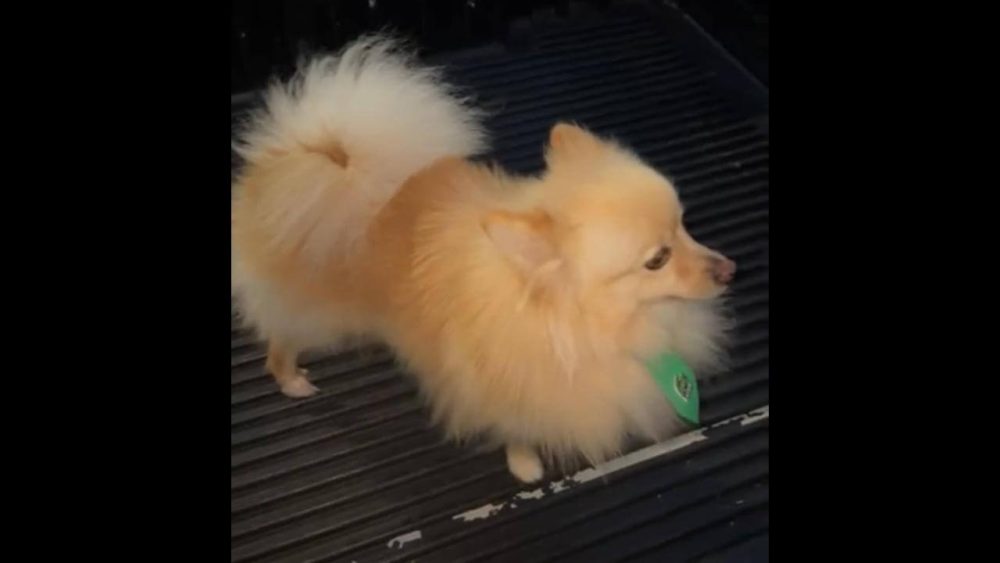 Cachorro Holy desapareceu no bairro Florais do Paraná Imagem referente a Cachorro Holy desapareceu no bairro Florais do Paraná