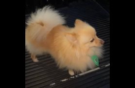 Cachorro Holy desapareceu no bairro Florais do Paraná
