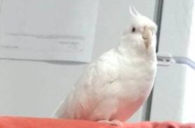 Calopsita Nino desapareceu no bairro Universitário