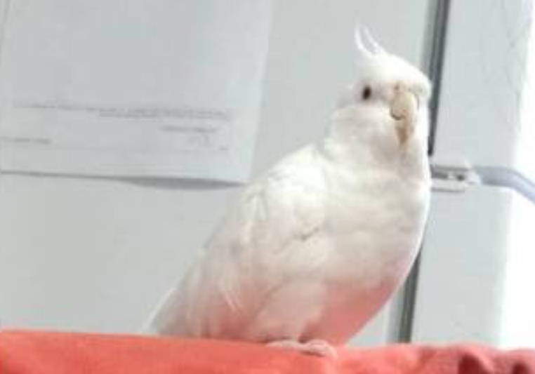Calopsita Nino desapareceu no bairro Universitário Imagem referente a Calopsita Nino desapareceu no bairro Universitário