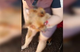 “Mataram a Lessie”: tutora denuncia alta velocidade após atropelamento no Sanga Funda