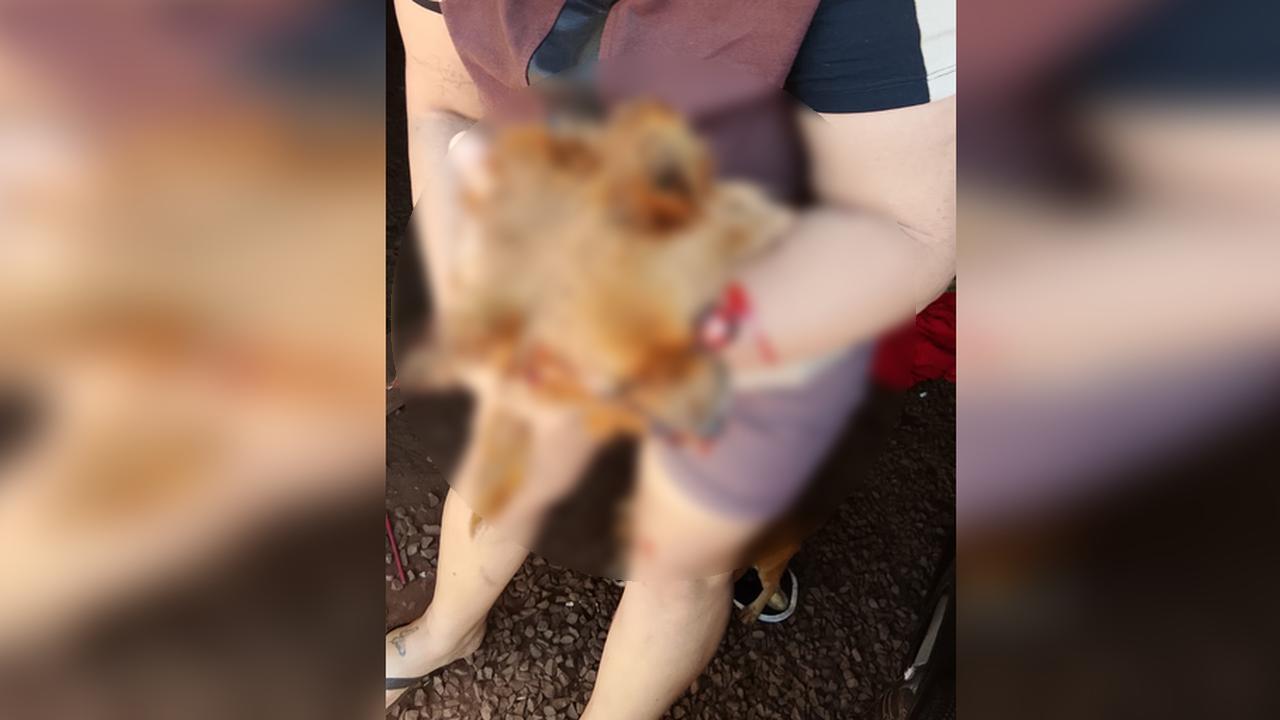 “Mataram a Lessie”: tutora denuncia alta velocidade após atropelamento no Sanga Funda