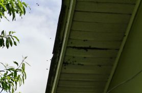Colmeia de abelhas assusta moradores no Bairro Canadá