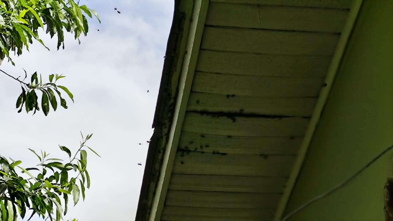 Colmeia de abelhas assusta moradores no Bairro Canadá