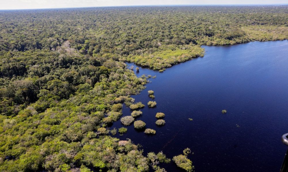 Imagem referente a Queda de desmatamento no Brasil gera R$ 1,16 trilhão à economia global
