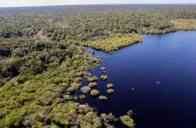 Queda de desmatamento no Brasil gera R$ 1,16 trilhão à economia global