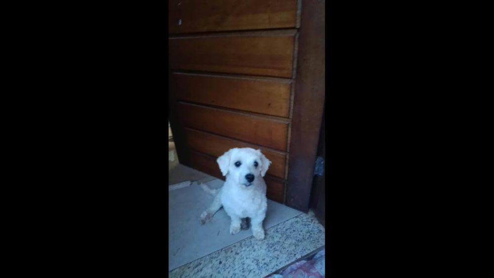 Imagem referente a Cachorro é encontrado no bairro Região do Lago