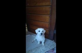 Cachorro é encontrado no bairro Região do Lago