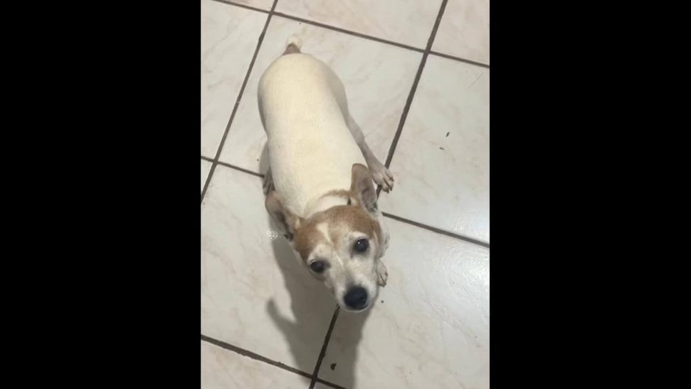 Cachorro Tobi desapareceu no bairro São Salvador Imagem referente a Cachorro Tobi desapareceu no bairro São Salvador