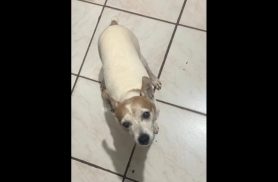 Cachorro Tobi desapareceu no bairro São Salvador