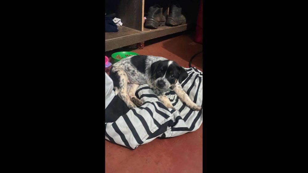 Imagem referente a Cachorra Medusa desapareceu no bairro Periolo