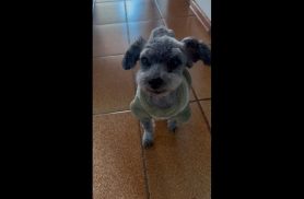 Cachorro Puff desapareceu no bairro São Cristóvão