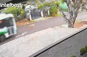 Motorista é indiciado por morte de cão atropelado no bairro Brasília, em Cascavel