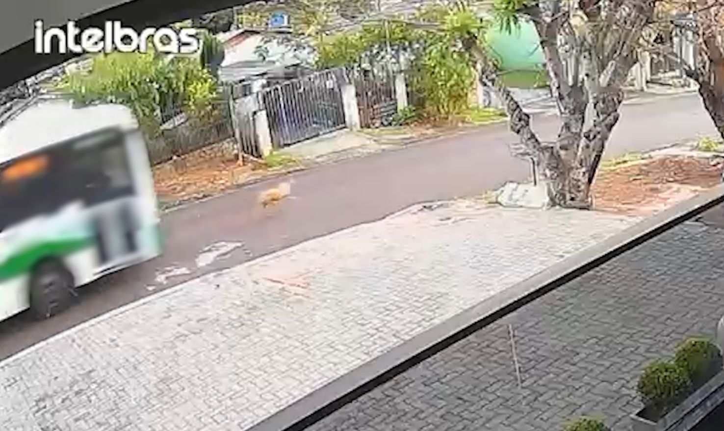 Motorista é indiciado por morte de cão atropelado no bairro Brasília, em Cascavel