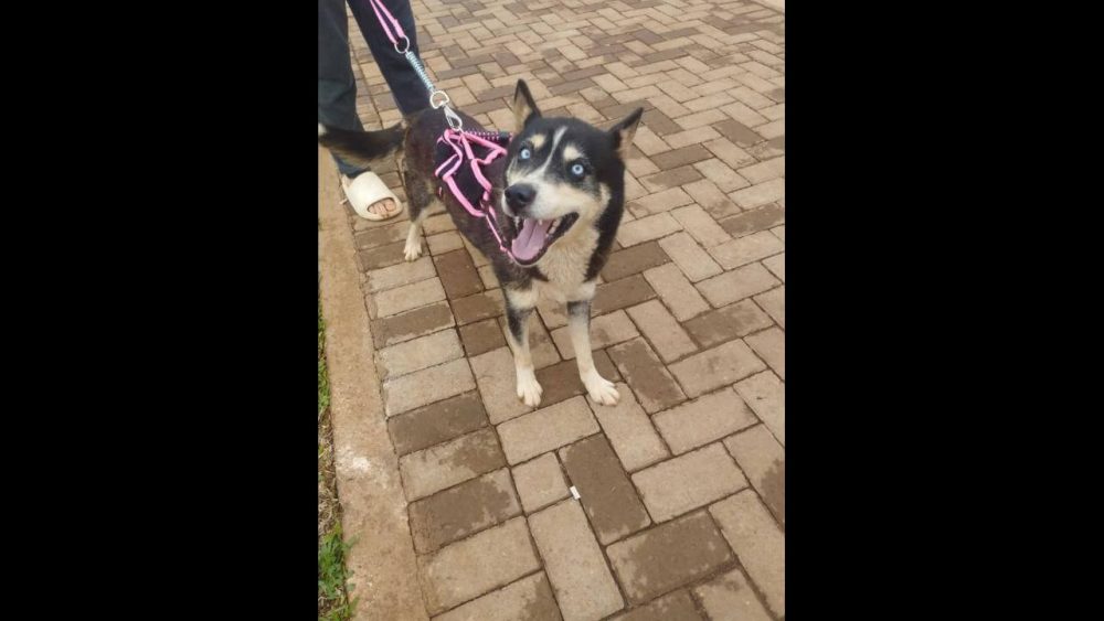 Cachorra Kiara desapareceu no bairro Floresta Imagem referente a Cachorra Kiara desapareceu no bairro Floresta